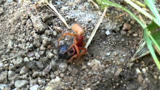 Woodlouse spider catches prey [upl. by Yousuf]