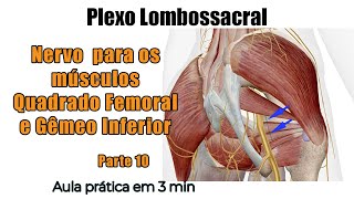 Plexo Lombossacral  Nervo para os Músculos Quadrado Femoral e Gêmeo Inferior  Anatomia Humana [upl. by Josefina928]