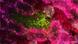 Malaria Life Cycle Animation Human Host — HHMI BioInteractive Video [upl. by Pejsach]