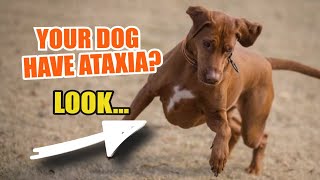 ¿WHAT Causes ATAXIA in DOGS 🐶😢 Can Ataxia Be Cured [upl. by Yeldarb]