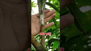 GRAFTERS JUST A QUICK GRAFTING DEMO pinoygrafter grafting mango [upl. by Eded267]