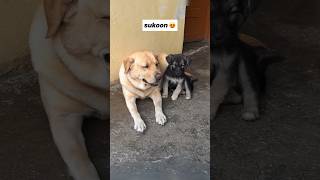 Sukoon 😍  labra rubi  youtubeshorts shorts labrador dog funny cute viralsongs trending [upl. by Leehar831]