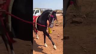 Original video aalishan kathiyavwadhorse horselover kathiyavadihorse horseriding [upl. by Arvy]