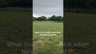 What your staffie thinks when hes let off lead 🤣 dog staffordshirebullterrier staffy staffie [upl. by Lilybel]