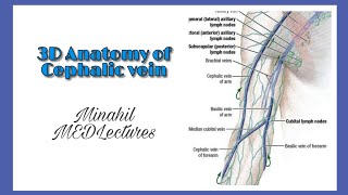 Cephalic vein  3D Anatomy  Origin Course and termination [upl. by Ainala]