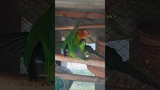 Birds mating videos birdstv fischerlovebirds birdbreeding [upl. by Kowtko391]