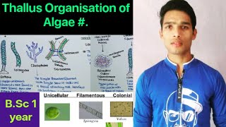 Thallus structure and Organisation Algae [upl. by Blessington82]