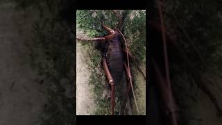 Worlds Largest Insect Giant Weta [upl. by Sihon]