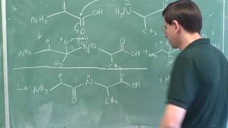 Introduction to amino acids and peptides 10 [upl. by Herbie]