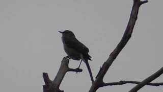 Northern Mockingbird singing Mimus polyglottosiconic bird sounds mockingbird birdsong birdsound [upl. by Zenia]