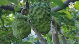 2023 Update My Yoyurt Cherimoya Atemoya Grafted Tree [upl. by Verdi]