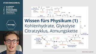 REPETITORIUM BIOCHEMIE 1  KOHLENHYDRATE GLYKOLYSE ZITRATZYKLUS ATMUNGSKETTE [upl. by Magocsi]