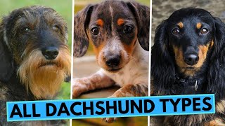 All Dachshund Types  Based on Their Coat Size and Color [upl. by Liesa]