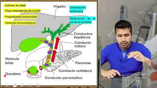 Fisiopatología de la colangitis [upl. by Oira]