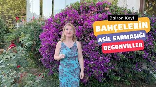 Bahçelerin Asil Sarmaşığı BEGONVİLLER🌸 [upl. by Garwood]