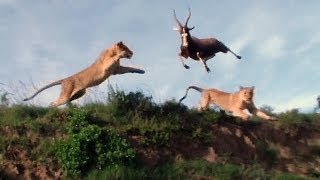 Leaping Lion Catches Antelope In MidAir Attack [upl. by Meid]