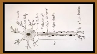 How to draw neuron cell easydraw nervous system easy [upl. by Octavie73]