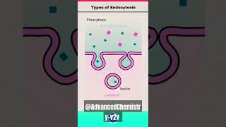 Endocytosisbiology shortsfeed biology endocytosis [upl. by Garrek]