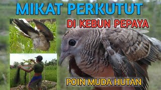 MIKAT PERKUTUT LOKAL [upl. by Attenauq]