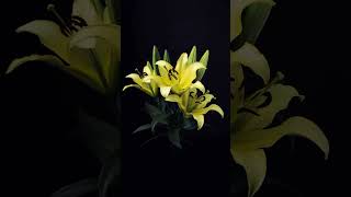 Lilium brownii Time Lapse FlowerTimeLapse timelapse short [upl. by Langer]