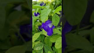 Blue Butterfly Pea Vine Climbing a Trellis Moon Gate double flower [upl. by Susanetta]