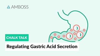 Regulating Gastric Acid Secretion Acetylcholine Gastrin and Histamine [upl. by Trojan]