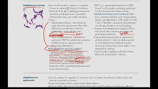 Staphlococci  Microbiology  8  First Aid USMLE in UrduHindi [upl. by Innek]