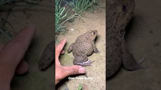 🐸🤏Big frogs funny  catching frogs make you fun  frogs funny Catch frog shorts fanny frog [upl. by Clerissa]