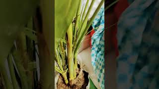 Areca palm plant care  tips amp tricks  beautiful healthy plant crazy gardening [upl. by Sorcim]