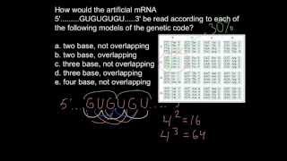 How message RNA is read duplets triplets or tetraplets [upl. by Boleslaw]