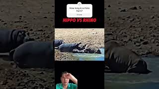 Hippo vs Rhino When Strength Meets Size 🦛💥🦏 Wildlife animals Shorts [upl. by Monti]