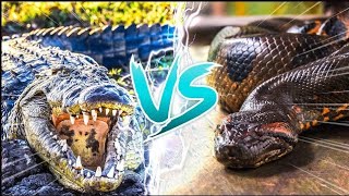 saltwater Crocodile vs anaconda fight [upl. by Dahc]