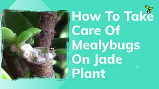 Get Rid Mealybugs on Jade Plant [upl. by Karr]