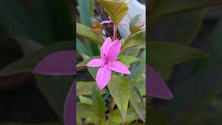 Pastel flowerPseuderanthemum  bushhedge [upl. by Ycnahc]