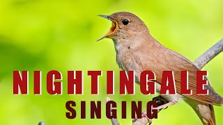 Singing NIGHTINGALE  the best BIRD SONG [upl. by Eitsrik526]