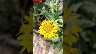 तुम्हाला गलांडा माहीत आहे का Galanda flowers in my garden 🌺🌺 [upl. by Padegs679]