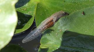 Tadpole flops around on Lily pad [upl. by Fina796]