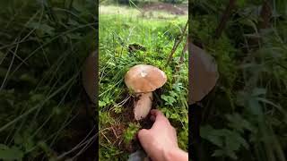 Mushroom Foraging Connecting with Nature [upl. by Ahsinnod]