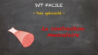 SVT FACILE  Tale spé  La contraction musculaire [upl. by Sherlocke467]