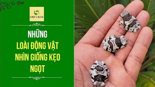 CHIÊM NGƯỠNG NHỮNG LOÀI ĐỘNG VẬT LẠ MẮT GIỐNG KẸO NGỌT [upl. by Lisetta]