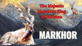 Meet The Majestic Markhor The True King Of The Mountains  Pakistan National Animal [upl. by Halvaard]