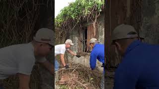 Clean up free Cutting down tree  cleanup cuttingdowntrees cuttingdowntrees [upl. by Arv480]