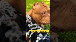 Would the XXL Bully protect the puppy xxlbully kingdombullykennels [upl. by Vivi]