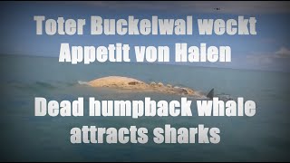 Toter Buckelwal weckt Appetit von Haien [upl. by Wj]