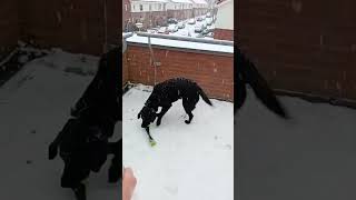 Cant wait for Snowy days to Come again chayathelabrador labrador doglover bestfriend dogshort [upl. by Ydur384]