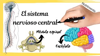 Sistema nervioso CENTRAL Médula espinal y encéfalo [upl. by Nnazil]