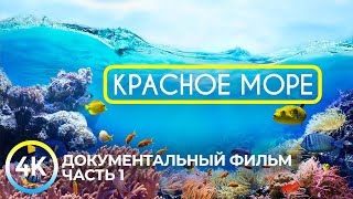 Красное море  самое тёплое и чистое на планете  Документальный фильм о подводных глубинах  1 [upl. by Rother]