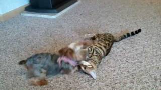 Yorkie plays with Cat [upl. by Clementia]