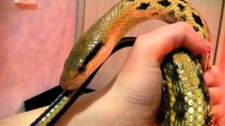 The Friendliest Snake in the World [upl. by Dean]