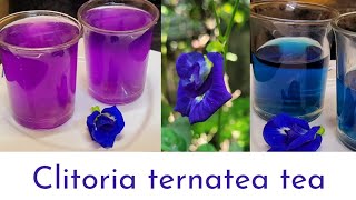 sangu poo teablue teaClitoria ternatea flower tea Blue and purple refreshing சங்கு பூ தேநீர் [upl. by Yrocej]